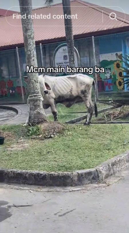 Viral penampakan sapi kurban, harga Rp27 juta tapi kurus kering sampai tulang terlihat