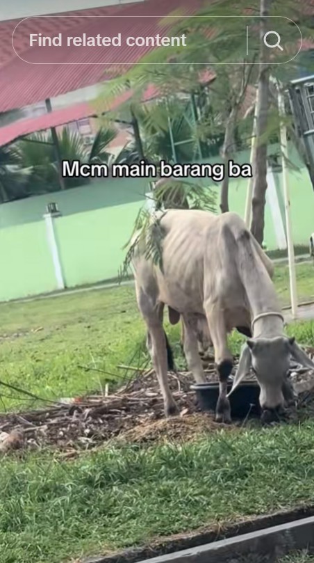Viral penampakan sapi kurban, harga Rp27 juta tapi kurus kering sampai tulang terlihat
