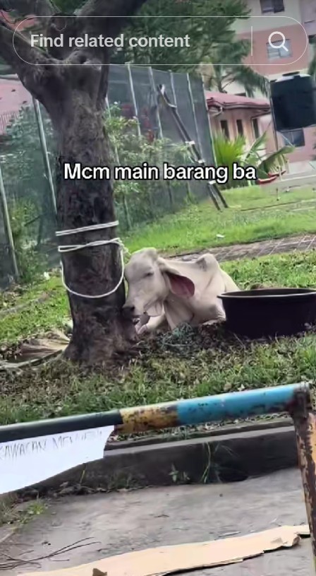 Viral penampakan sapi kurban, harga Rp27 juta tapi kurus kering sampai tulang terlihat