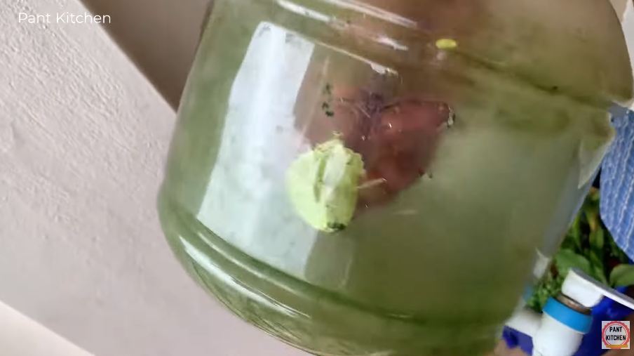 Trik agar lumut di bagian dalam dispenser hilang, kinclong lagi dengan 2 bahan dapur