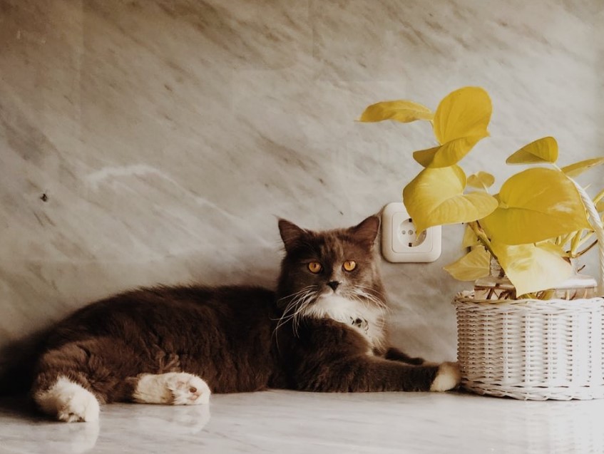 Rela nabung setahun demi bisa bikin dapur impian sebelum nikah, 6 cara Enzy Storia menata tempat masak