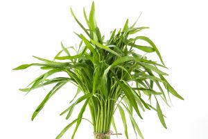 Gampang banget! Cara simpan kangkung yang bikin tahan sampai 5 hari