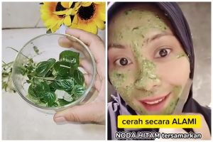 Jenis daun ini bisa bantu hilangkan flek hitam dan cerahkan wajah, begini cara pakainya