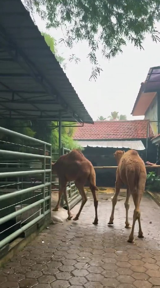 18 tahun menikah, ini 9 potret anniversary Irfan Hakim dan Della, dapat hadiah hewan tak terduga