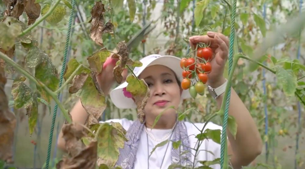 Dari stroberi sampai selada, intip 7 potret segarnya hasil panen dari kebun pribadi Titiek Soeharto