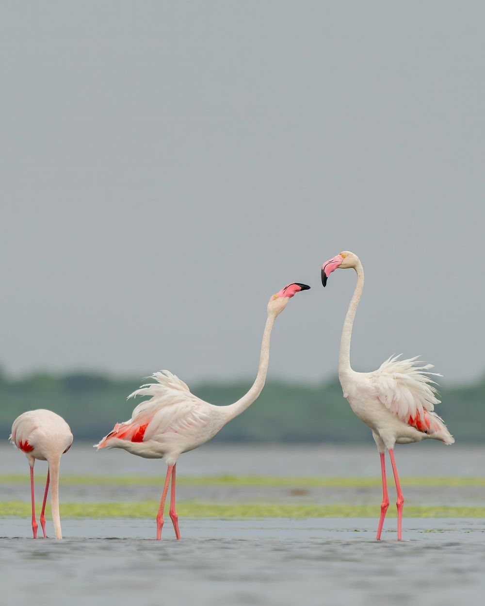 Bak flamingo kehilangan warna pink-nya, ini alasan kenapa wanita alami perubahan fisik usai melahirkan