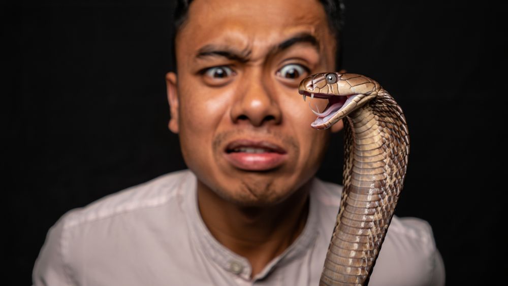Benarkah ular bisa menyimpan dendam? Ini penjelasan ilmiahnya