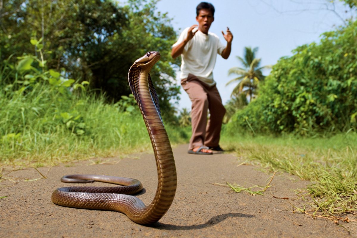 Benarkah ular bisa menyimpan dendam? Ini penjelasan ilmiahnya