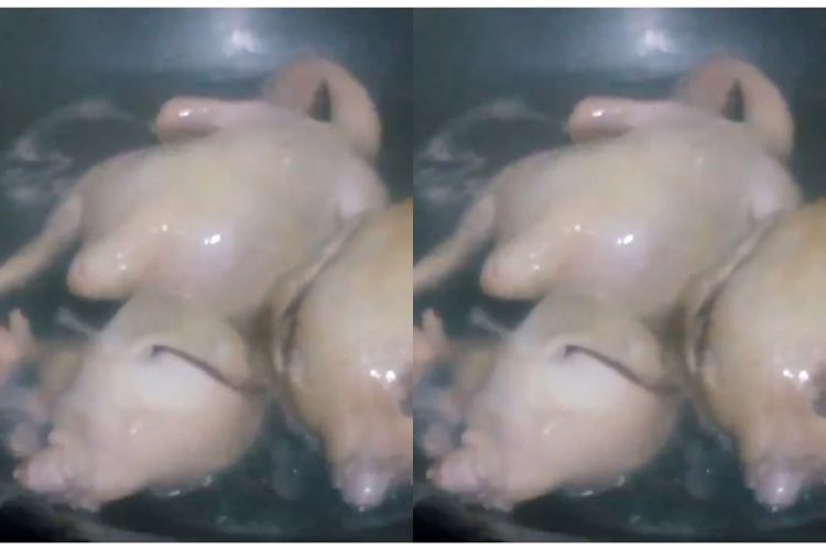 Menghilangkan lemak dan kolesterol pada rebusan ayam, cukup pakai 1 bahan dapur