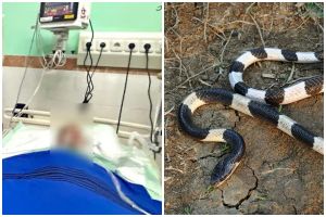 5 Kronologi bocah usia 11 tahun meninggal usai digigit ular weling, 1 bulan dirawat melawan bisa