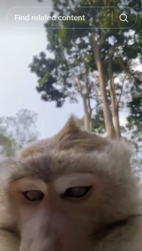 Niat ngonten romantis, viral ponsel sejoli malah direbut monyet yang ikut 'ngevlog', ini kronologinya