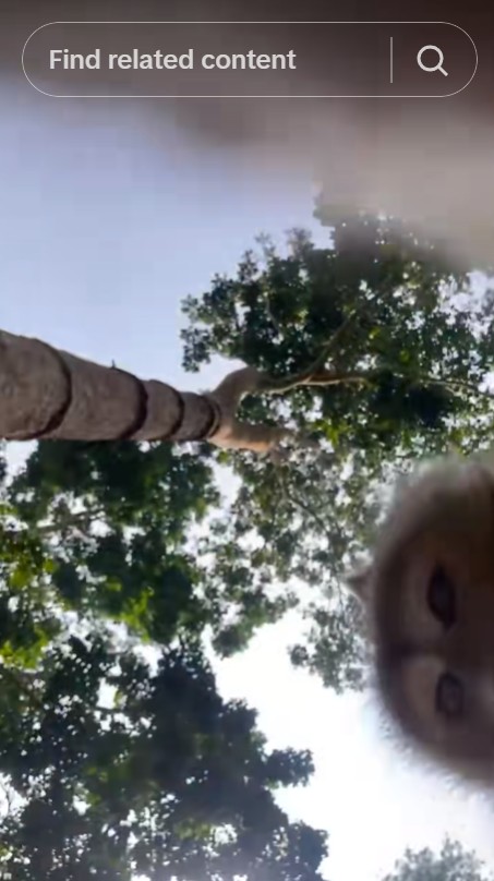 Niat ngonten romantis, viral ponsel sejoli malah direbut monyet yang ikut 'ngevlog', ini kronologinya