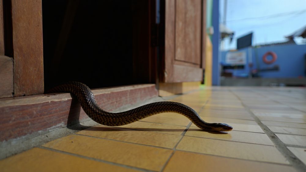Kenapa ular bisa masuk rumah? Ini penjelasan ilmiah dan mitosnya