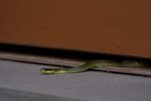 Kenapa ular bisa masuk rumah? Ini penjelasan ilmiah dan mitosnya