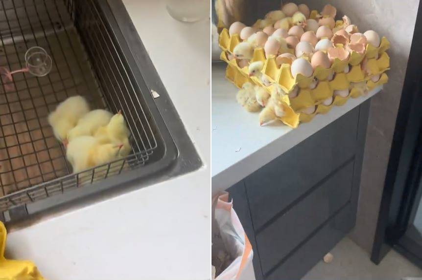 Ditinggal pemilik liburan 2 hari, 2 kerat isi telur ini jadi anak ayam, endingnya tak terduga