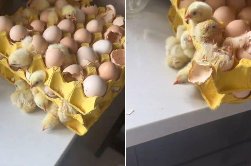 Ditinggal pemilik liburan 2 hari, 2 kerat isi telur ini jadi anak ayam, endingnya tak terduga