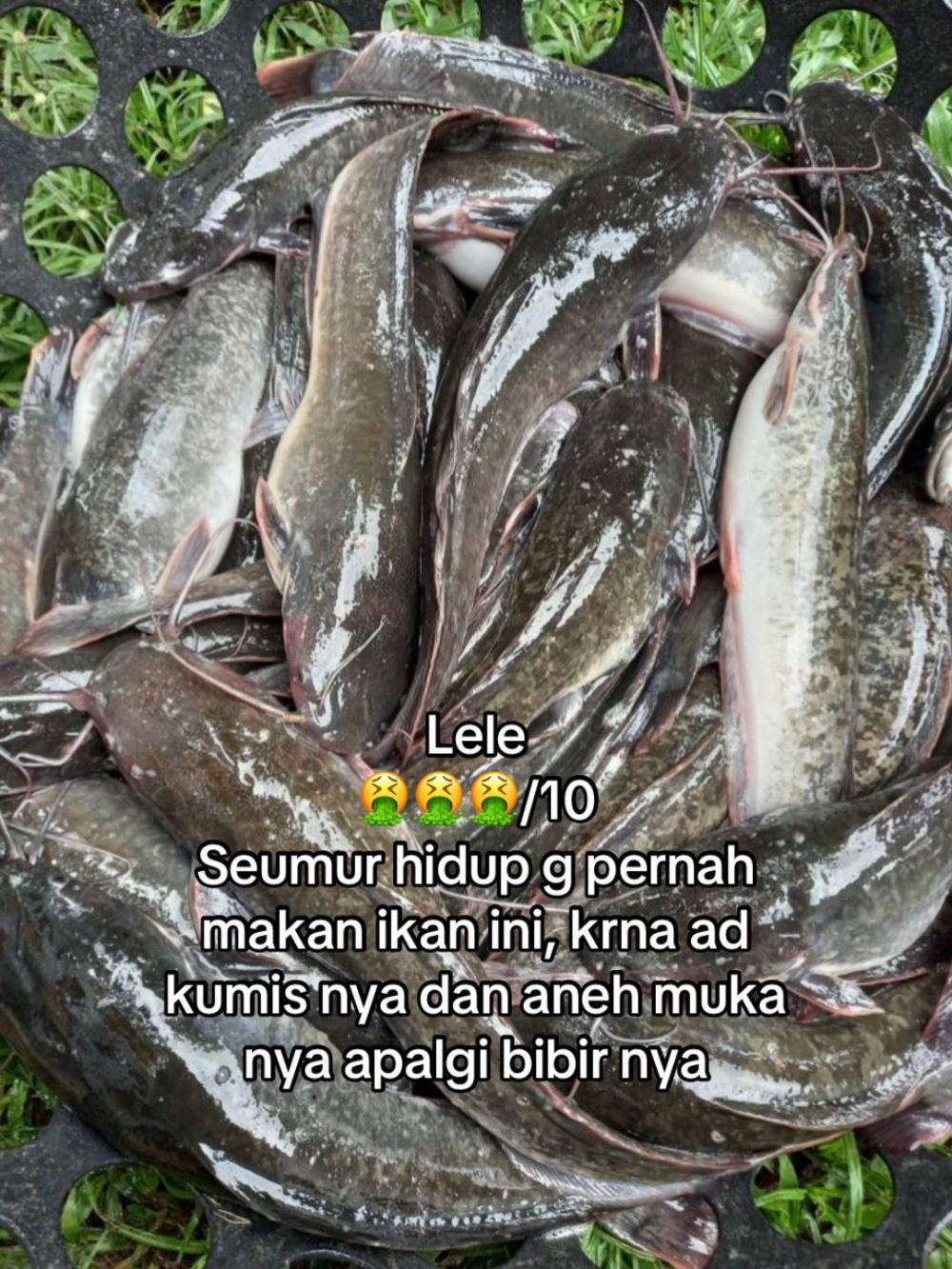 Bukan dari rasa, wanita ini beri rating seberapa good looking 13 ikan yang dia makan dari tampilannya