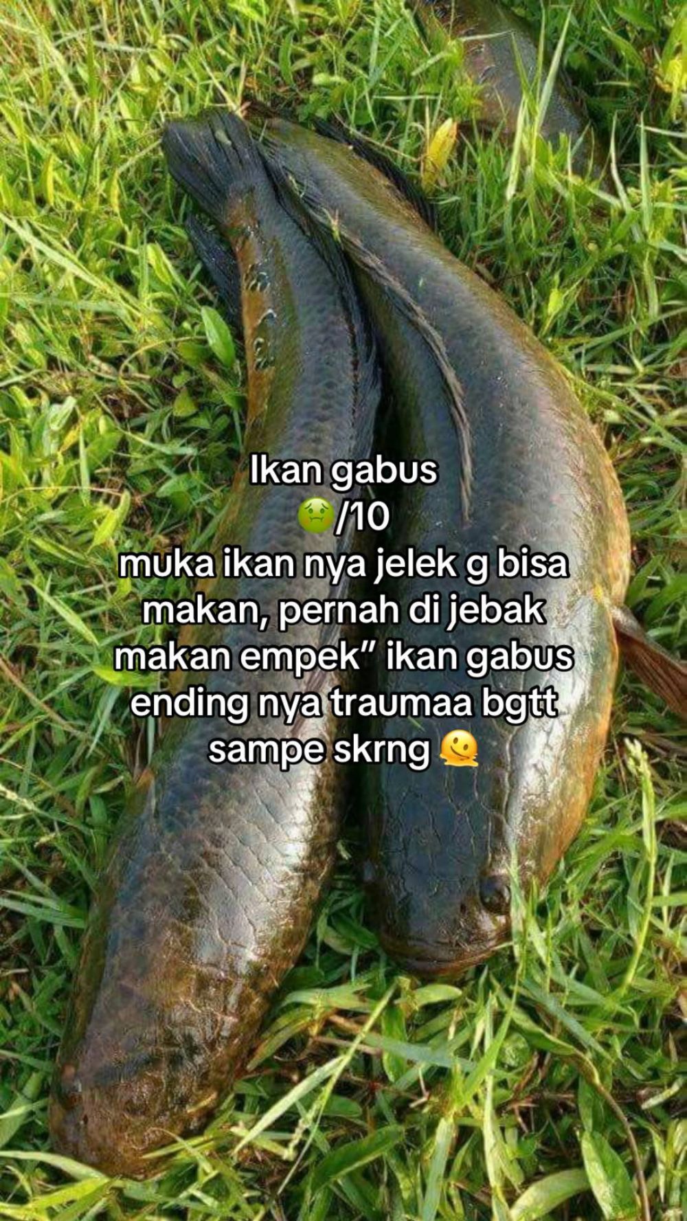 Bukan dari rasa, wanita ini beri rating seberapa good looking 13 ikan yang dia makan dari tampilannya