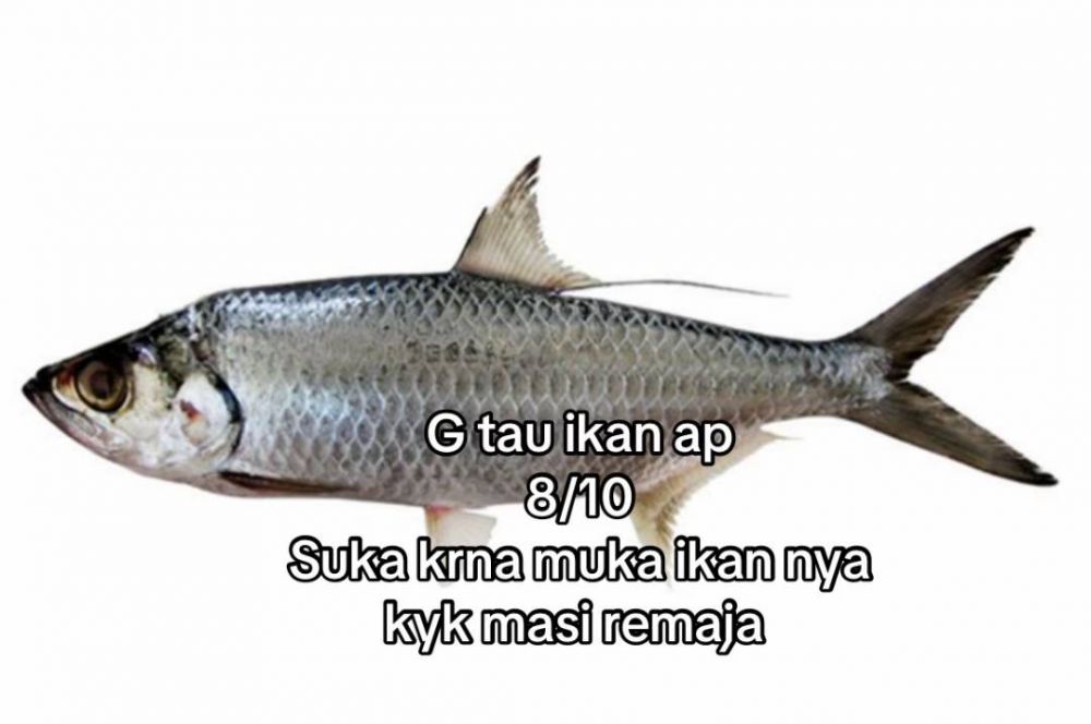 Bukan dari rasa, wanita ini beri rating seberapa good looking 13 ikan yang dia makan dari tampilannya