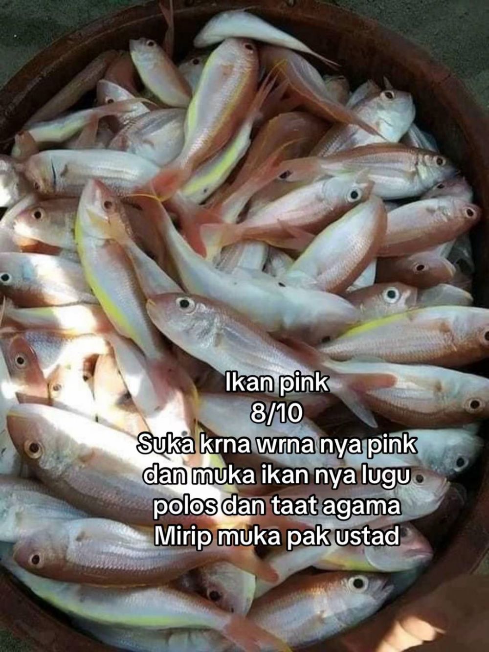 Bukan dari rasa, wanita ini beri rating seberapa good looking 13 ikan yang dia makan dari tampilannya