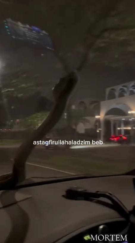 Viral video ular tiba-tiba merayap di kaca mobil sampai buat pengemudi panik, ini cerita lengkapnya
