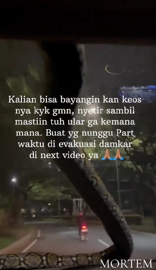 Viral video ular tiba-tiba merayap di kaca mobil sampai buat pengemudi panik, ini cerita lengkapnya