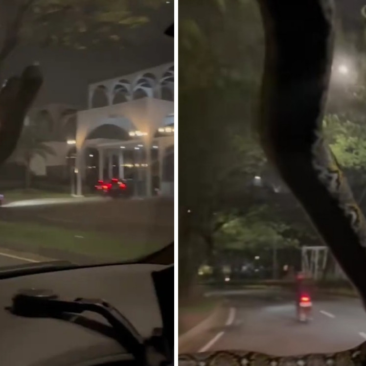 Viral video ular tiba-tiba merayap di kaca mobil sampai buat pengemudi panik, ini cerita lengkapnya