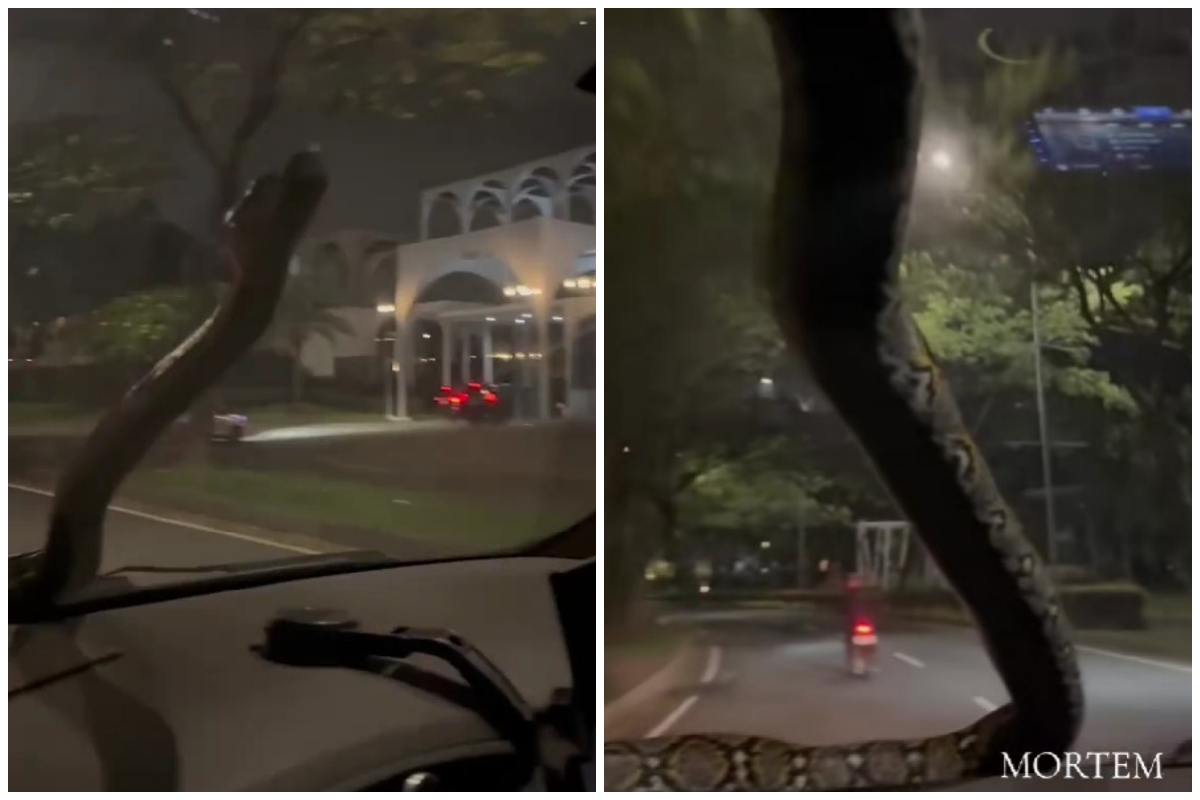 Viral video ular tiba-tiba merayap di kaca mobil sampai buat pengemudi panik, ini cerita lengkapnya
