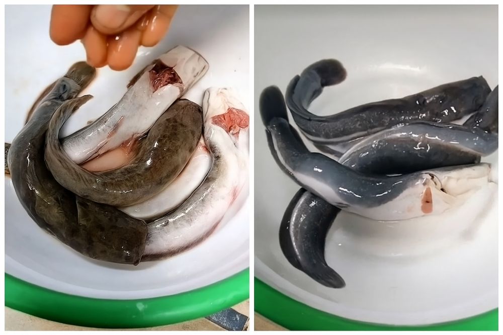 Stop pakai garam! Ini cara ampuh bersihkan lendir lele biar nggak amis dan lebih kesat