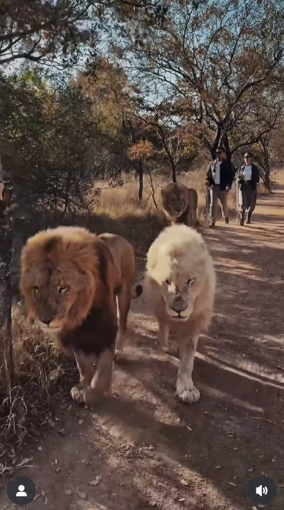 Darma Mangkuluhur anak Tommy Soeharto lamar kekasih di Savana Afrika, 7 momennya unik banget