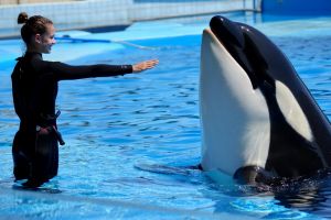 6 Fakta sebenarnya di balik video pelatih orca ‘Jessica Radcliffe’ yang tewas dimakan paus