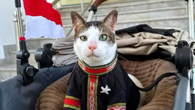 Gaya kucing Bobby Kertanegara meriahkan HUT RI ke-80 dengan baju adat tenun Tanimbar