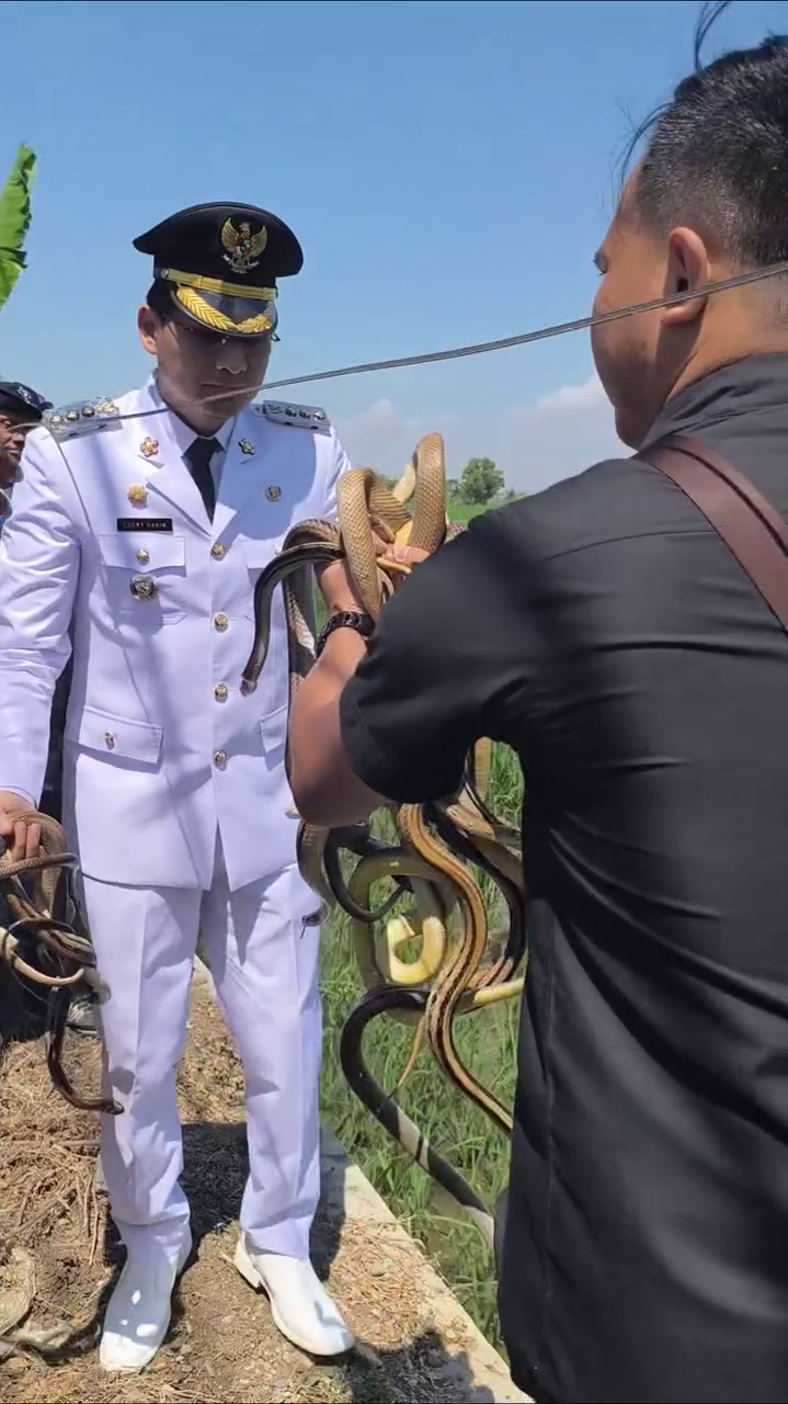7 Potret Lucky Hakim kembali lepas seratusan ular dan biawak untuk atasi hama tikus, tuai pro kontra