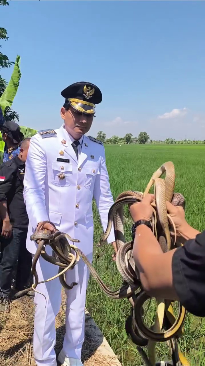 7 Potret Lucky Hakim kembali lepas seratusan ular dan biawak untuk atasi hama tikus, tuai pro kontra