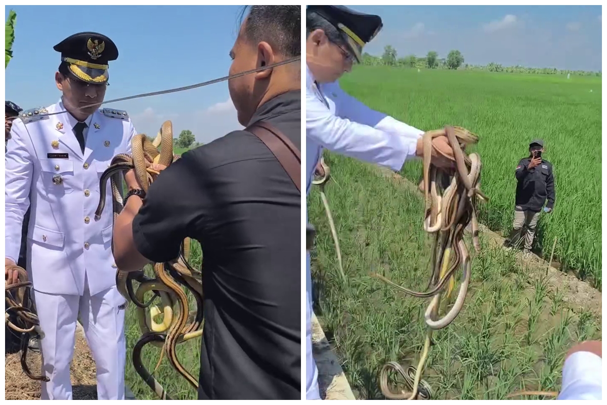 7 Potret Lucky Hakim kembali lepas seratusan ular dan biawak untuk atasi hama tikus, tuai pro kontra