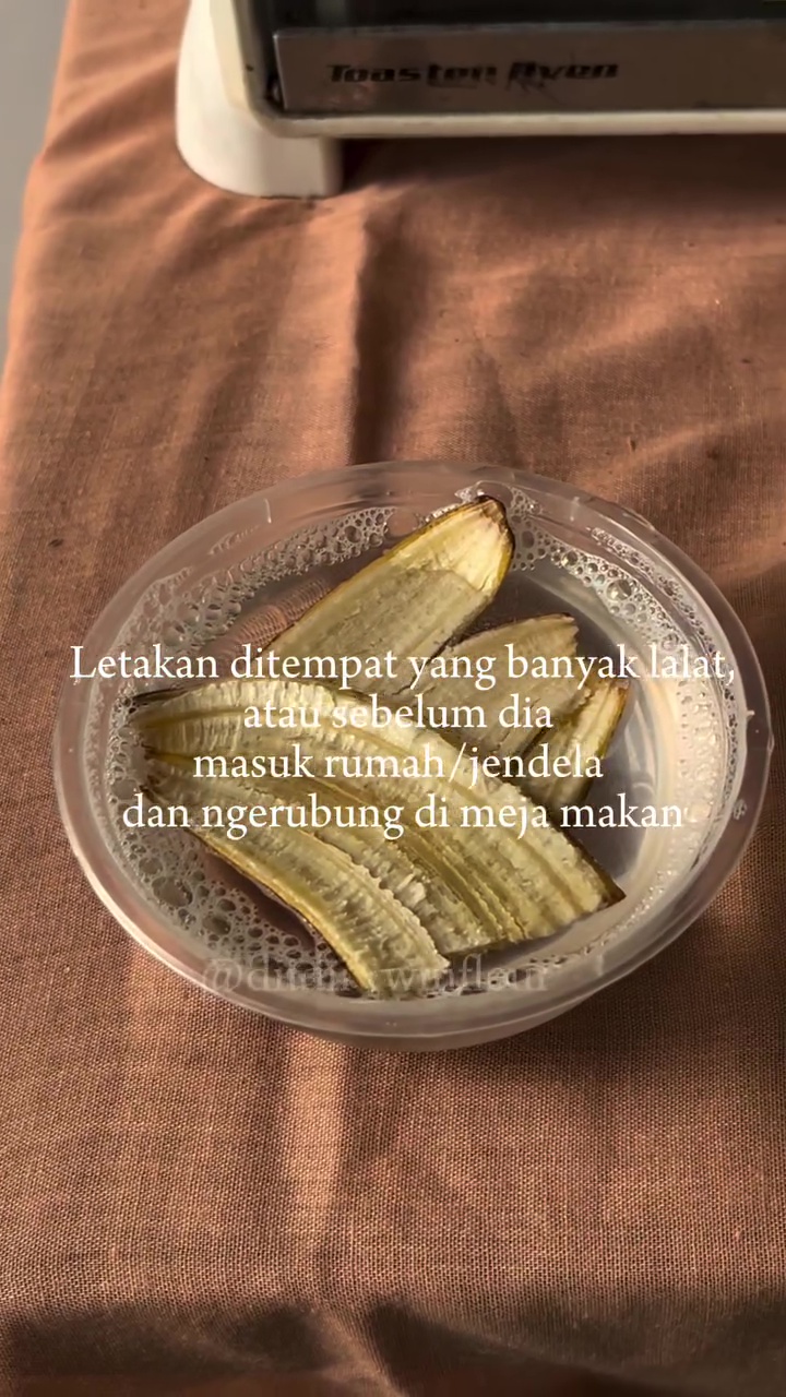Ingin kurangi gangguan lalat di rumah? Coba perangkap  dari 3 bahan dapur ini untuk mengatasinya