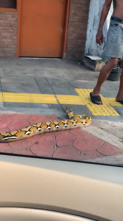 Kesal banyak pengendara motor naik ke trotoar, pria ini nekat taruh ular piton di pinggir jalan