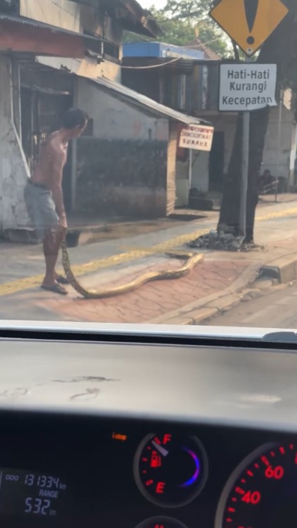 Kesal banyak pengendara motor naik ke trotoar, pria ini nekat taruh ular piton di pinggir jalan
