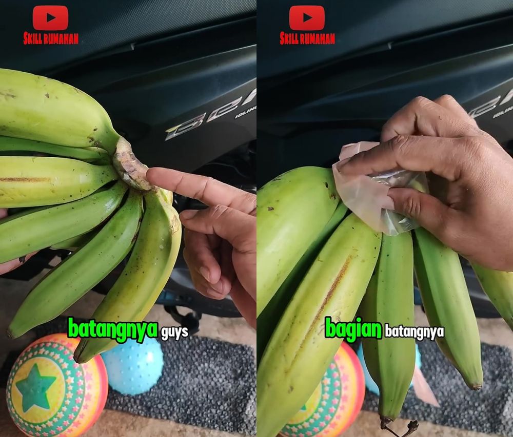 Ingin pisang tak mudah busuk meski tanpa kulkas? Begini cara menyimpannya agar awet hingga 1 minggu