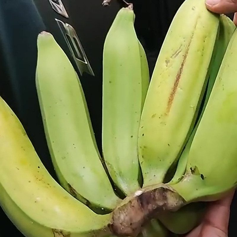 Ingin pisang tak mudah busuk meski tanpa kulkas? Begini cara menyimpannya agar awet hingga 1 minggu