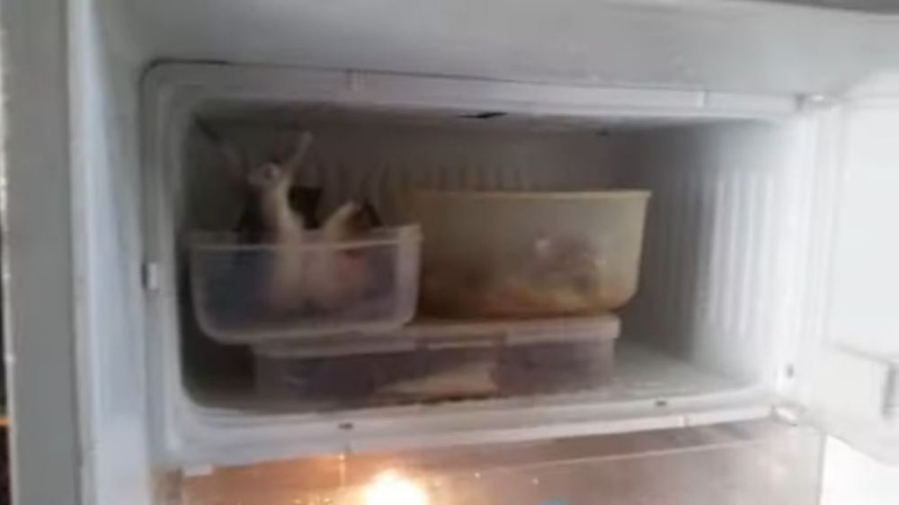 Rahasia freezer selalu tampak lega: Cuma perhatikan 4 cara ini, dijamin bunga es nggak muncul lagi!