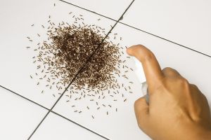 Tak banyak yang tahu! Ternyata micin bisa ampuh basmi gerombolan semut, begini cara pakainya