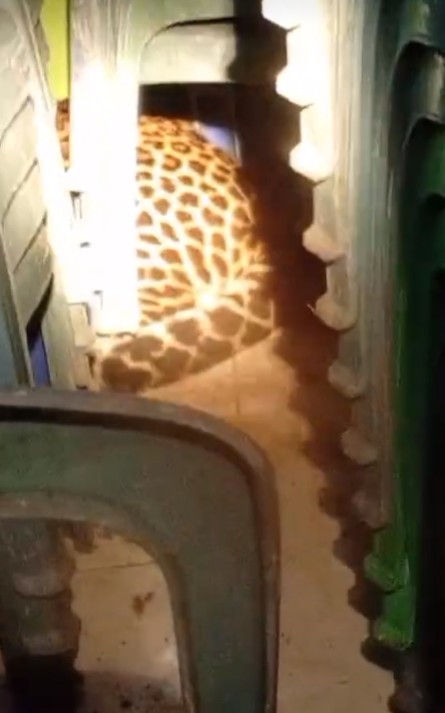 Heboh macan tutul masuk balai desa Kuningan, diduga tersesat cari makan, ini 7 fakta di baliknya