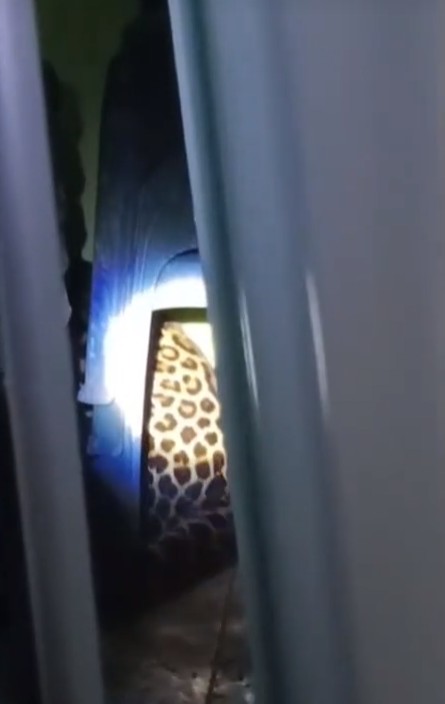 Heboh macan tutul masuk balai desa Kuningan, diduga tersesat cari makan, ini 7 fakta di baliknya