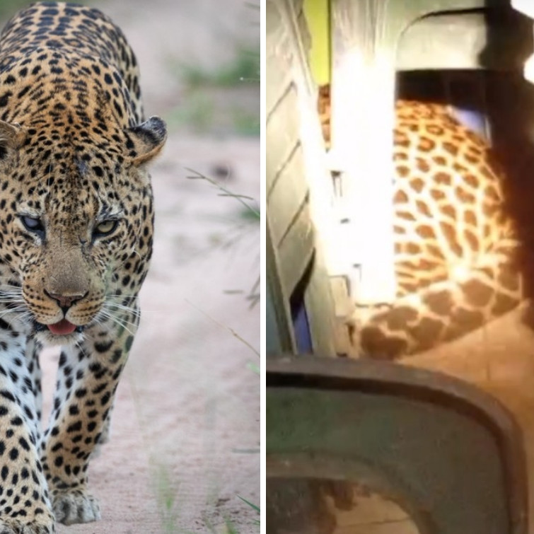 Heboh macan tutul masuk balai desa Kuningan, diduga tersesat cari makan, ini 7 fakta di baliknya