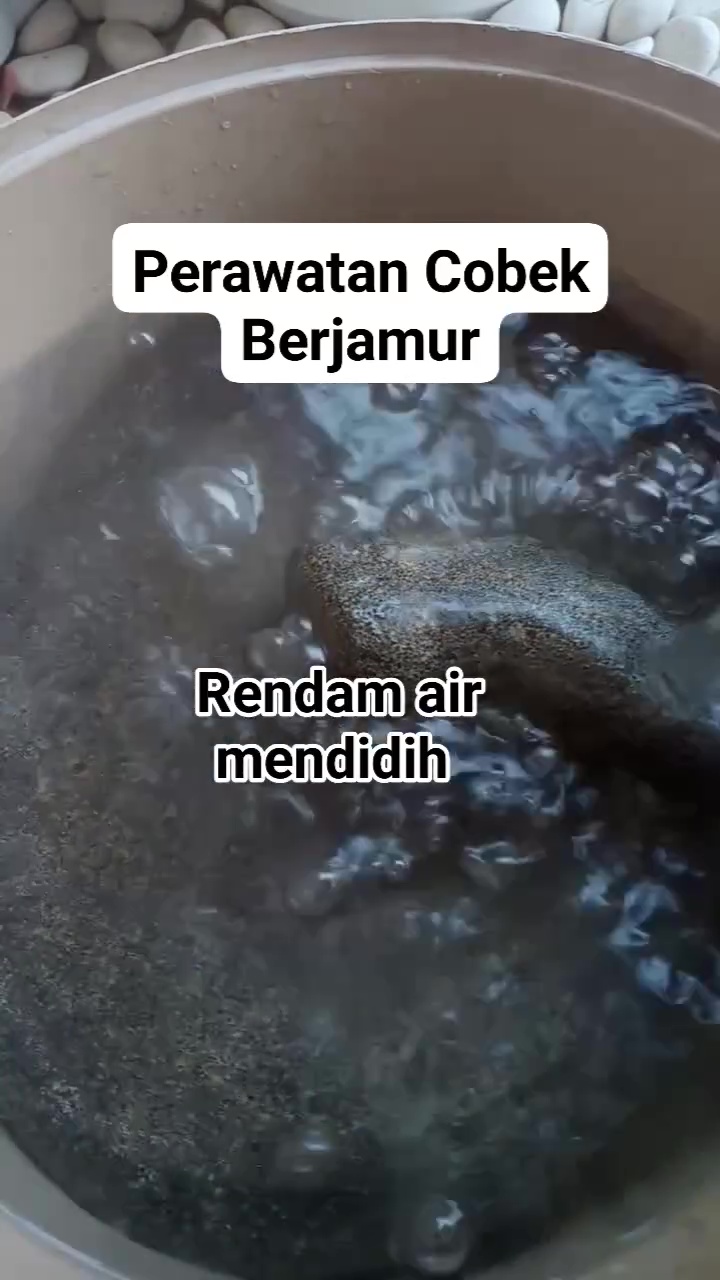 Jangan tunggu sampai berjamur! Rawat cobek dengan 3 tahap praktis ini agar selalu steril dipakai