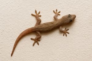 Cicak di rumah bikin risih? Segera basmi dengan daun sirih dan 2 bahan dapur ini biar nggak balik lagi