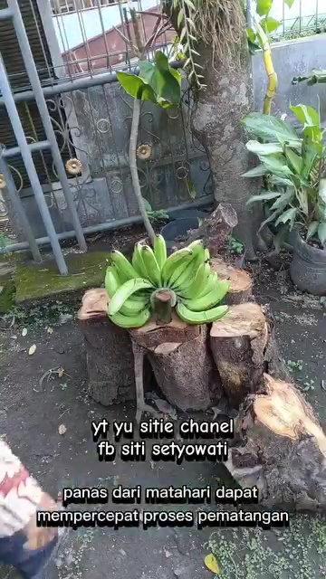 Cara mudah mematangkan pisang tanpa karbit, dijamin antibusuk dan rasanya manis dalam 4 hari