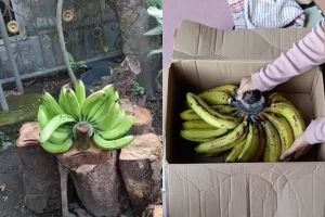 Cara mudah mematangkan pisang tanpa karbit, dijamin antibusuk dan rasanya manis dalam 4 hari