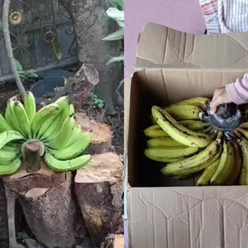 Cara mudah mematangkan pisang tanpa karbit, dijamin antibusuk dan rasanya manis dalam 4 hari